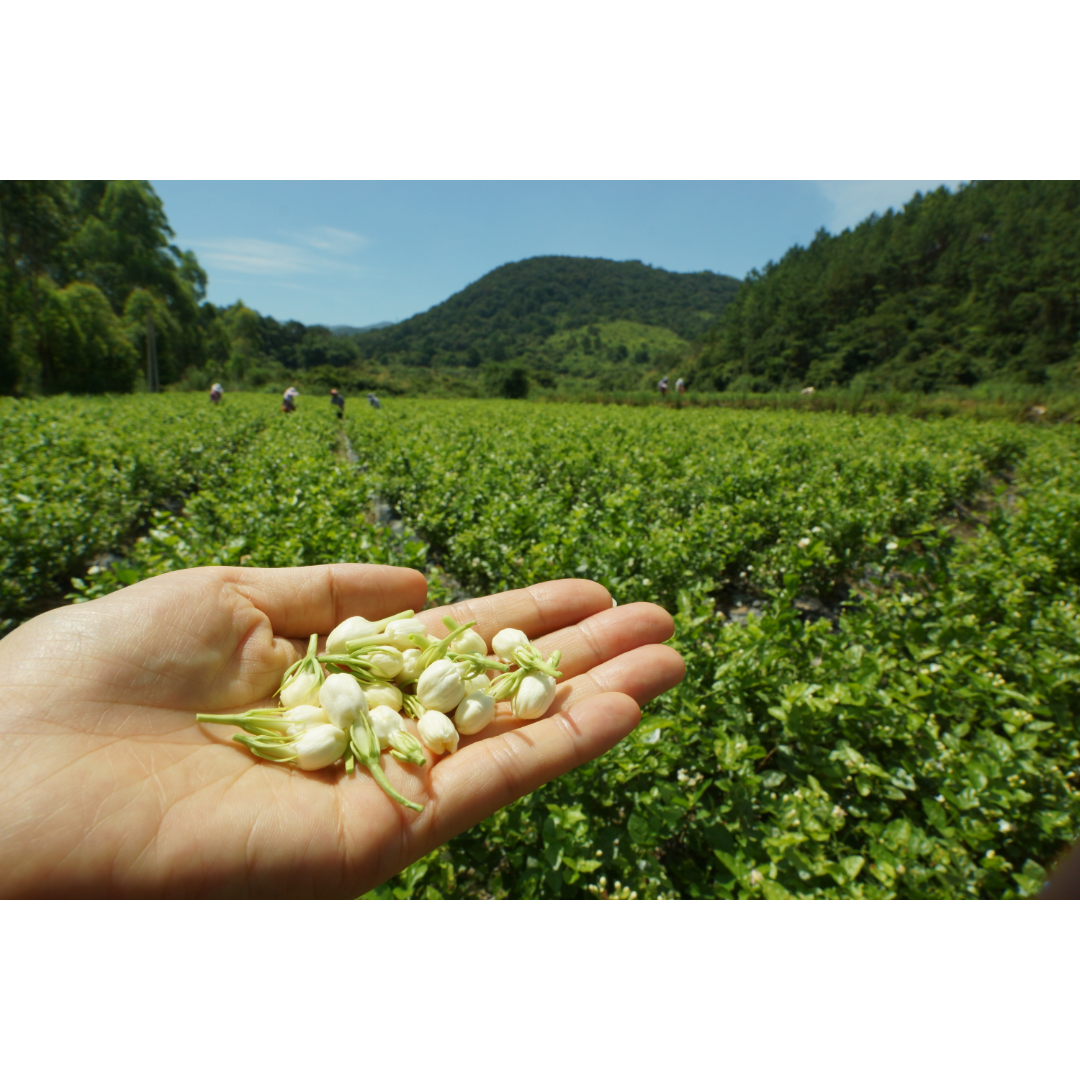 Conseils d'argent au jasmin