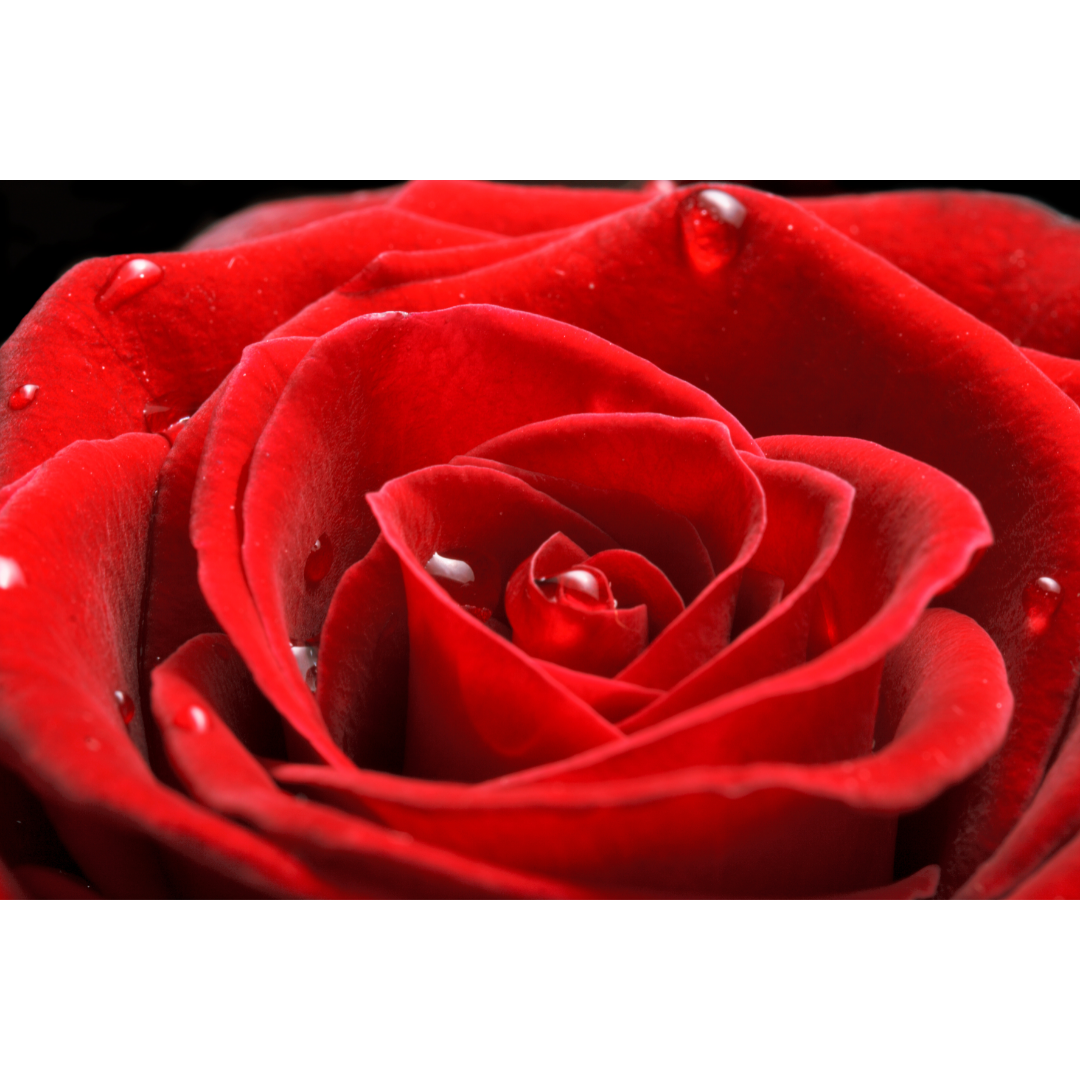 Thé de l'après-midi à la rose