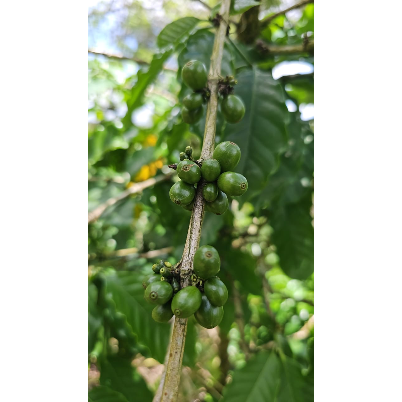 Sumatra doré
