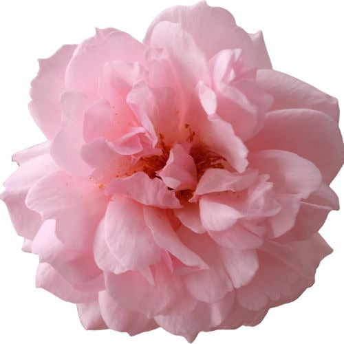 Sugar Cubes, L'Envie en Rose (envy in pink)